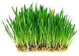 NZ Wheat Grass Powder (BioGro Certified Organic)