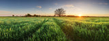 NZ Wheat Grass 100 Capsules