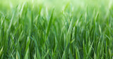 NZ Barley Grass Powder (BioGro Certified Organic)