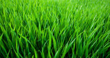 NZ Wheat Grass 100 Capsules